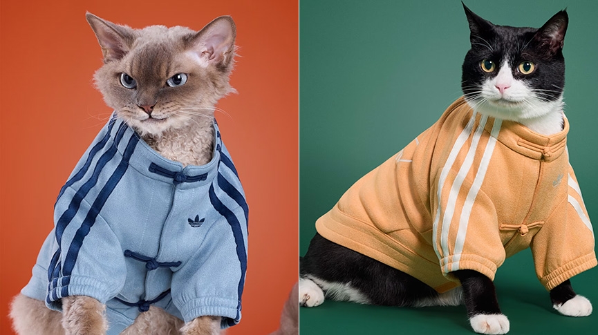 寵物新年穿搭2026-貓狗賀年服挑選指南-尺寸-材質及拍照技巧一覽